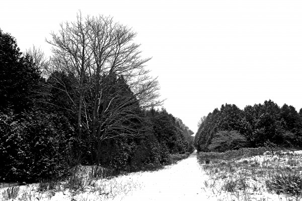 Winter Lane by Deb Oppermann